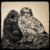 woodcut gannet and chick
